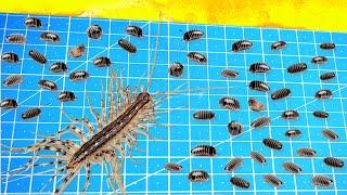 What Will Be If a House Centipede Saw 100 Woodlice At Once [upl. by Daegal]