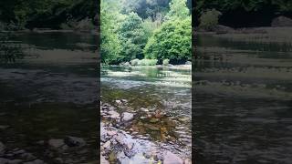 Best salmon fishing river ireland 🇮🇪🎣tranquility nature naturelovers [upl. by Sregor]