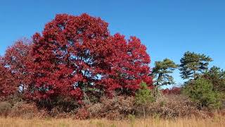 Fall Colors From The Oaks Still Showing Despite The Drought at Connetquot River State Park [upl. by Nabla]