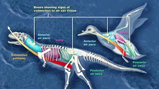 Maniraptors  The Dinosaurs Birds Evolved From 🦖🐦 [upl. by Dobb]