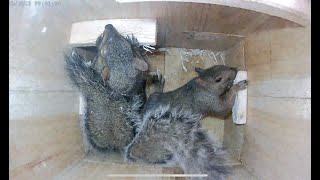 Eastern gray squirrel nest box [upl. by Eyar]