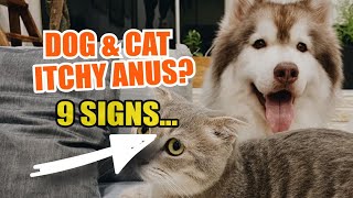 😲¿HOW do I Know if My DOG ​​and CAT have an ITCHY ANUS🐶 [upl. by Grider]