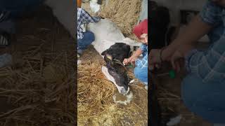 Urea poisoning in cattle dairy firstaid milk cow milk [upl. by Neda]