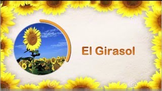 El Girasol [upl. by Ardnos]