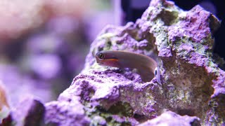 Tailspot blenny  Ecsenius stigmatura [upl. by Suoivatco]