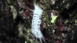 Hickory Tussock Moth Caterpillar [upl. by Nylahs]