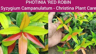 बेहद खूबसूरत शो प्लांट ।। Red Robin Care ।। Christina Plant Care ।। Red Tip photinia Grow Tips ।। [upl. by Concoff394]