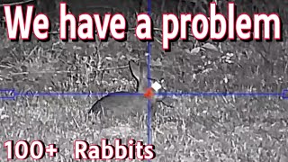 We have a Rabbit problem  Over 100 removed [upl. by Ziegler]