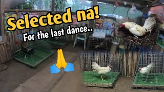 Selected na para sa huling sayaw chicken paragmanoktv [upl. by Dlorad]