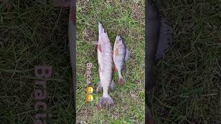 Szczupak i okoń bracia fishing carpfishing music carp dc fish funny love automobile [upl. by Judah]