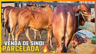 VENDA DE BEZERRAS E BEZERROS SINDI PO [upl. by Ewen438]