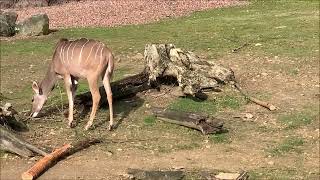 Dieren kijken in de Gaiazoo [upl. by Khai]