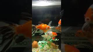 Fish aquarium fish shortvideo youtubeshorts worldenvironmentd [upl. by Roth]