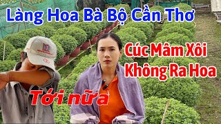 Tới Công Chuyện Nữa Làng Hoa Bà Bộ Cần Thơ Cúc Mâm Xôi Cũng Không Ra Hoa TrNQ [upl. by Htebazile]