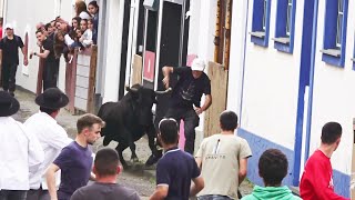 Tourada No Rossio 2022  Ganadaria ER  Ilha Terceira  Açores [upl. by Greenleaf]