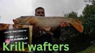 CARP FISHING THE CLAY PIT  KRILL SUCCESS carpfishing [upl. by Nicram359]