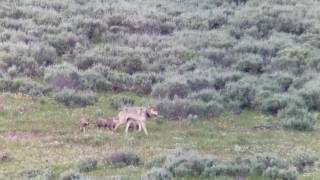 Yellowstone Wapiti Lake Pack Wolf 1091F and pups July 2017 [upl. by Juley]