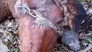 Tierarzt rennt mit geladenem Gewehr durch Letea Wald als er das Wildpferd mit Eisenkette entdeckt [upl. by Jun292]