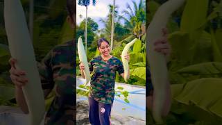 Padavalanga harvest agriculture trending ytshorts harvest meghnavincent [upl. by Colombi455]