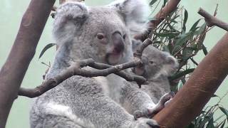 ZOO Planckendael  koalas and baby koala Sassafras [upl. by Linzy614]