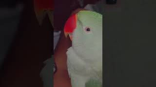 quotCatch me in my sweetest dreams he say 💤🌈🦜parrotlovelovemy2024shorts [upl. by Meibers]