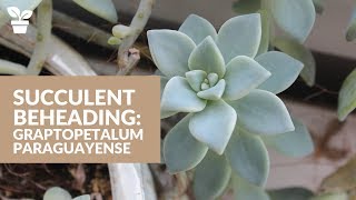 Succulent Beheading Graptopetalum Ghost Plant Refresh [upl. by Lynnea]