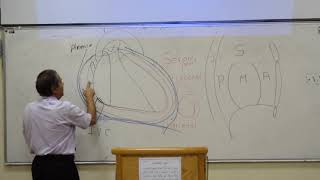 Anatomy  anatomy of the pericardium and heart  prof wagih  Part 1 [upl. by Anil]