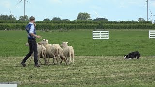 WK schapendrijven van start gegaan in NoordHolland [upl. by Hapte]