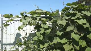 How to grow Chayote from Fruit to Fruits （佛手瓜） [upl. by Joline]