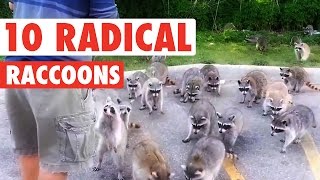 Cute Radical Raccoons Pet Compilation 2016 [upl. by Nivanod]