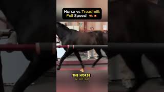 Horse vs Treadmill Full Speed 🐎💥 [upl. by Aleka156]