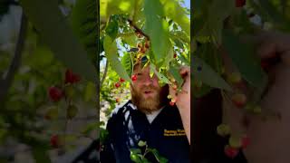 Autumn Brilliance Serviceberry [upl. by Anolahs]