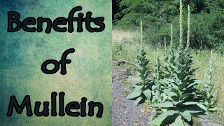 Health Benefits of Mullein [upl. by Hairas]