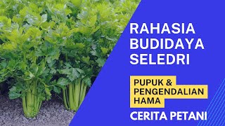 Pupuk Dan Cara Pengendalian Hama Penyakit Untuk Budidaya Seledri Di Tanah Dataran Rendah Atau Tinggi [upl. by Mahda]