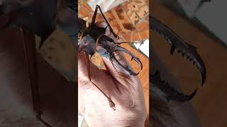 Macrodontia cervicornis жук дровосек большезуб усач [upl. by Orv]