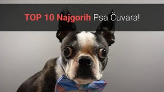 🐕 Najgori Psi Čuvari – TOP 10 Najgorih Psa Čuvara Na Svijetu [upl. by Adnolat]