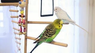 3 Hour Budgie Sounds for Lonely Budgies [upl. by Rape153]