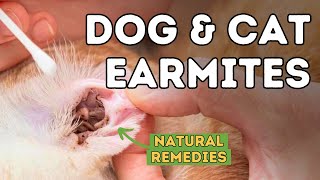 How to Treat Ear Mites in Pets Naturally and Effectively [upl. by Maharg]