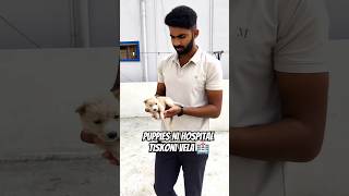 Puppies Ni Hospital Tiskoni vela  Amaran Movie Vlog puppiesshorts amaranmovie shorts ytshorts [upl. by Airetnahs]