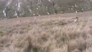 Sabbing the Lunesdale foxhounds 2010 [upl. by Hernando]