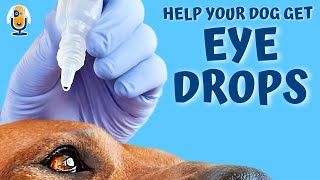 Help Dogs Get Eye Drops Creating A Positive Conditioned Emotional Response [upl. by Yorztif]