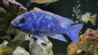 Star Sapphire Malawi Hap Cichlid [upl. by Kcirddes]