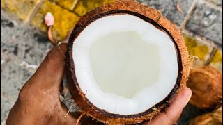 Semi Husked Coconut Import From India Sohaz Foodstuff Trading [upl. by Rolfe239]