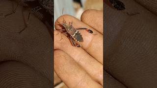 A Western LeafFooted Bug I found on my jacket at work bug fyp shorts wildlife explore small [upl. by Akla]