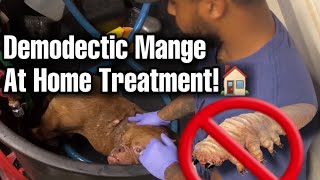 Demodex mites on dogs demodectic mange treatment [upl. by Pheni492]