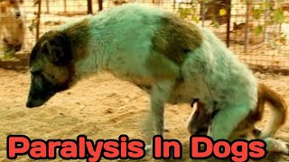 paralysis in dog  symptoms amp causes  how to take care of paralysed dog  THE PETVISION [upl. by Nahtnahoj]