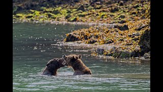 Grizzly Bear Fight PART 5 [upl. by Daniele]