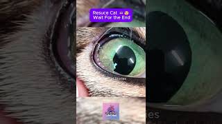 Watch This RESCUE CAT Video to the END CatRescue RescueCat kitten cat pets rescue [upl. by Assadah]