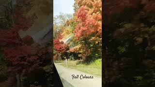 Fall Colours fallcolors winter fallcolours nature beautiful trending milliondollarbaby [upl. by Rik]