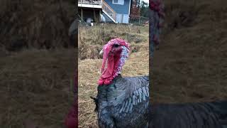 Tom Turkey aggressive purr [upl. by Lanor]